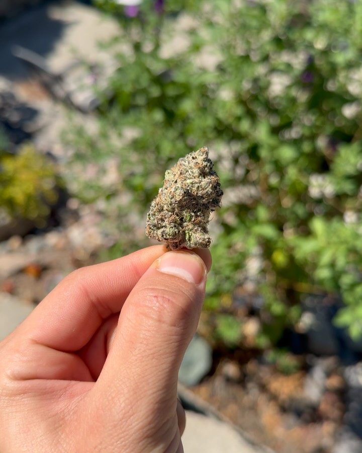 gumosa by bosky genetics strain review by yieldisdead