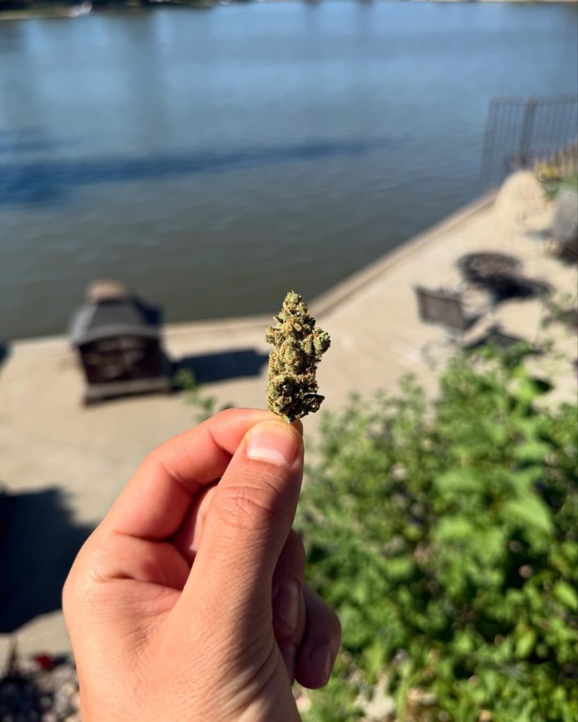 jack herer by 818 brands strain review by yieldisdead