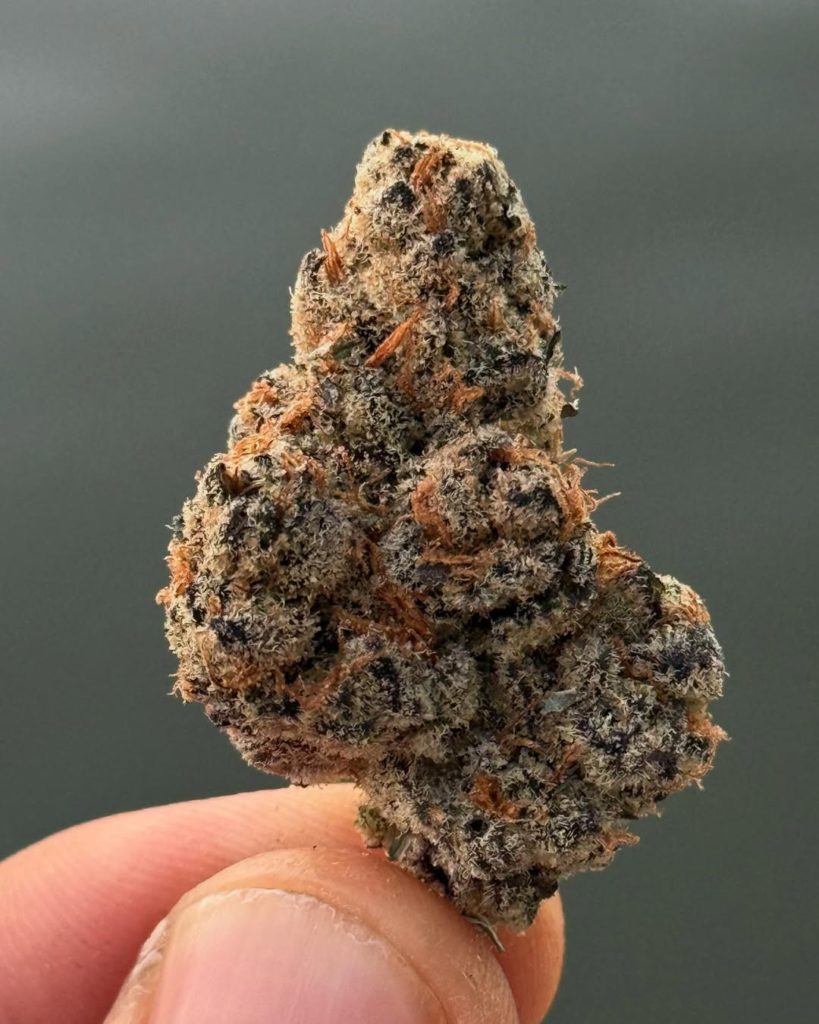 love potion glitter bomb by smoken promises strain review by yieldisdead