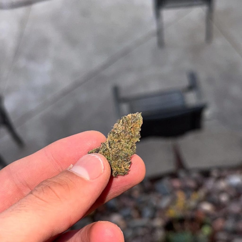 mr stinky by delighted flower strain review by yieldisdead