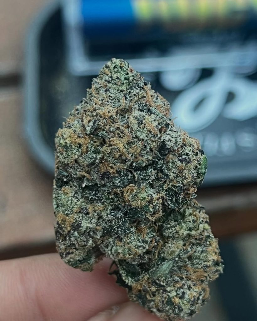 neptune king by teds budz strain review by yieldisdead