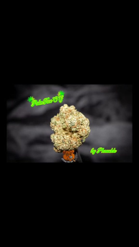 palm tree og by dope kings strain review by stoneybearreviews