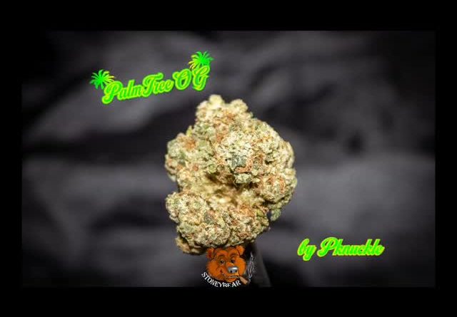 palm tree og by dope kings strain review by stoneybearreviews