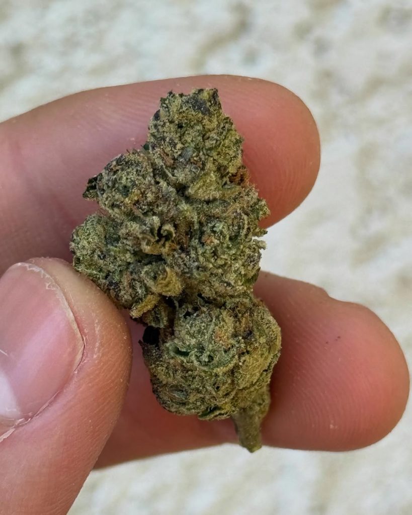 pink ghosties by big als exotics x xoticflavorz strain review by yieldisdead