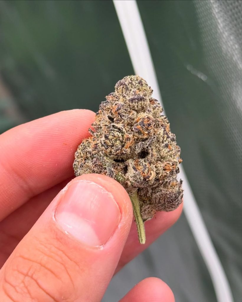 purple cream by 818 brands strain review by yieldisdead