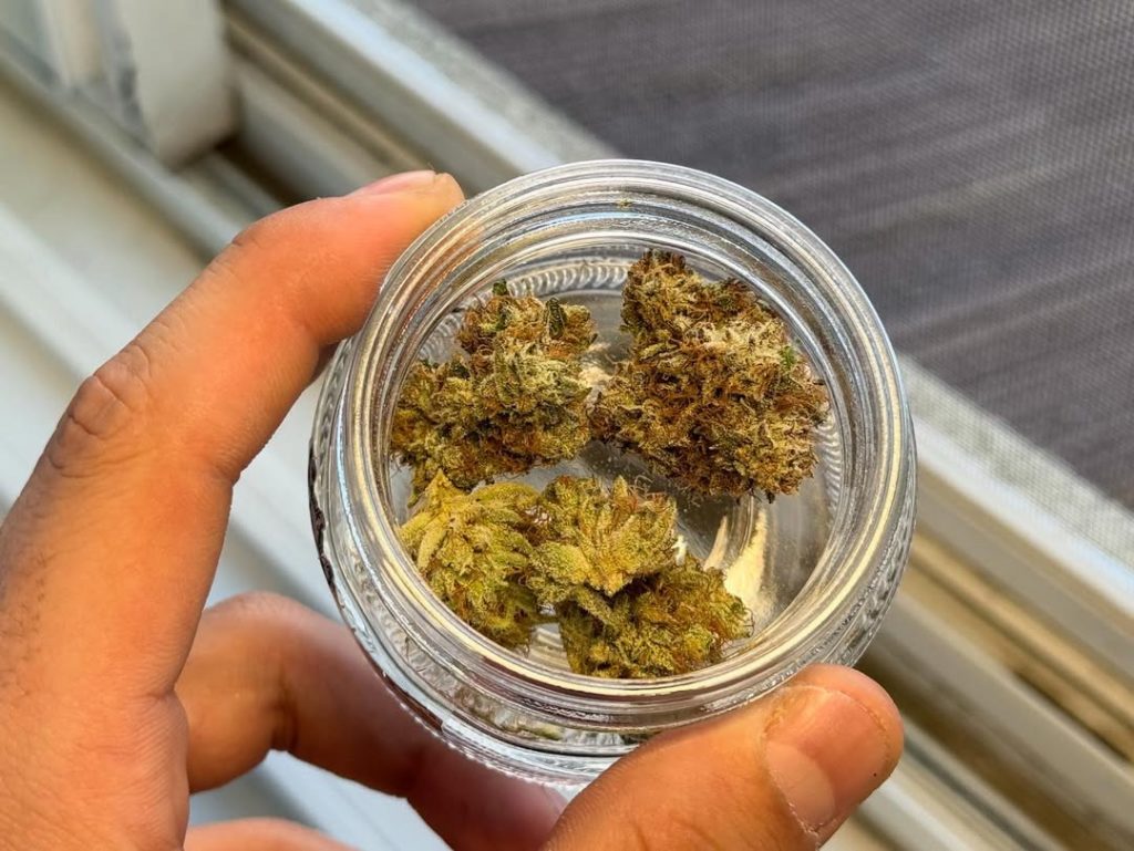 purple dump truck by team elite genetics strain review by yieldisdead