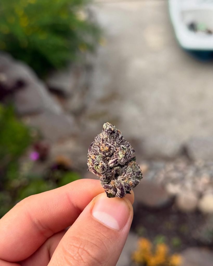 rs-x by maven genetics strain review by yieldisdead
