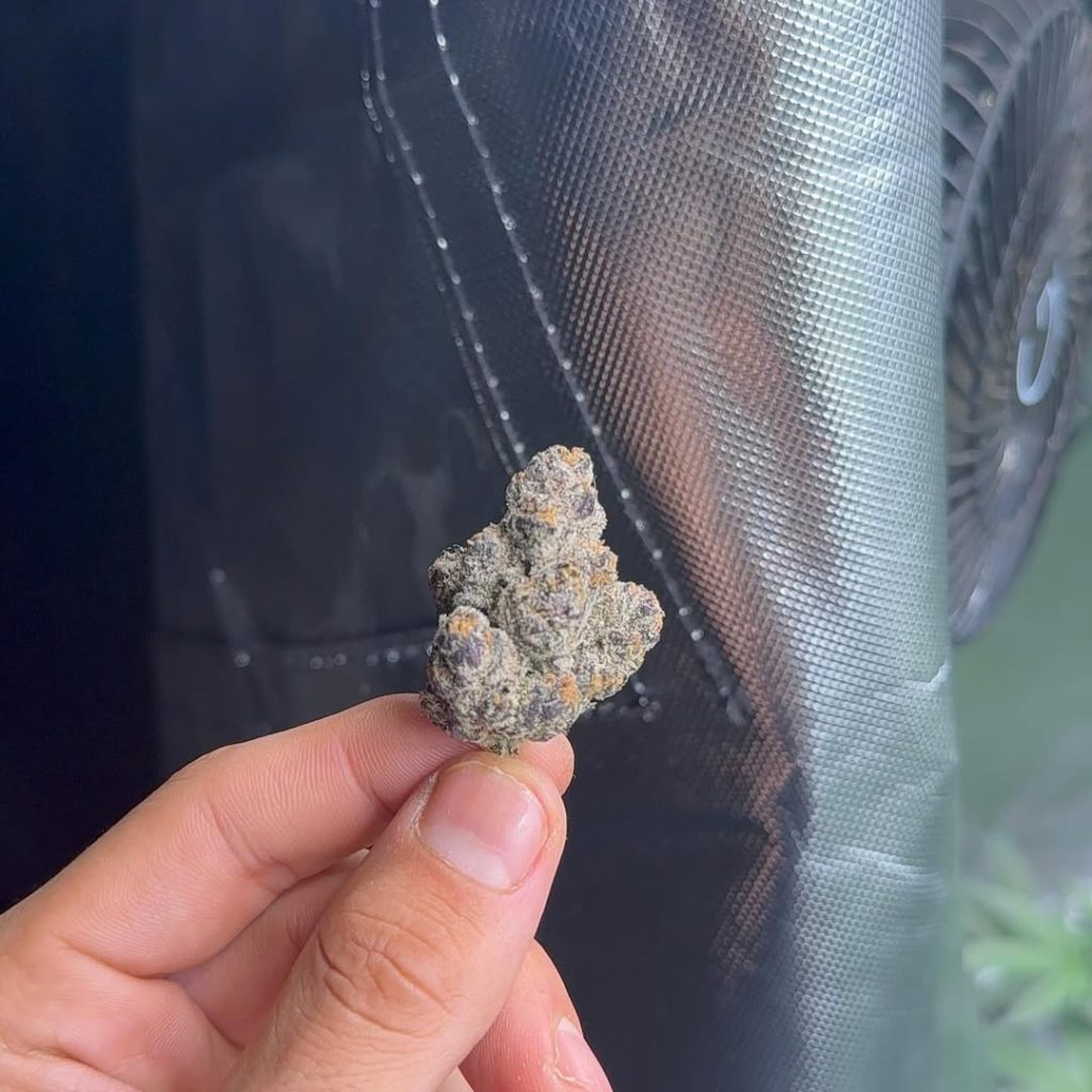 sacred g by heady heads strain review by yieldisdead