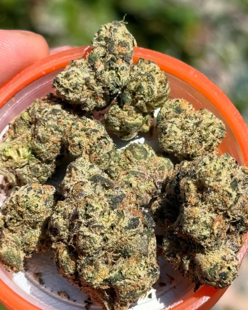 snack box by sherbinskis strain review by yieldisdead 2