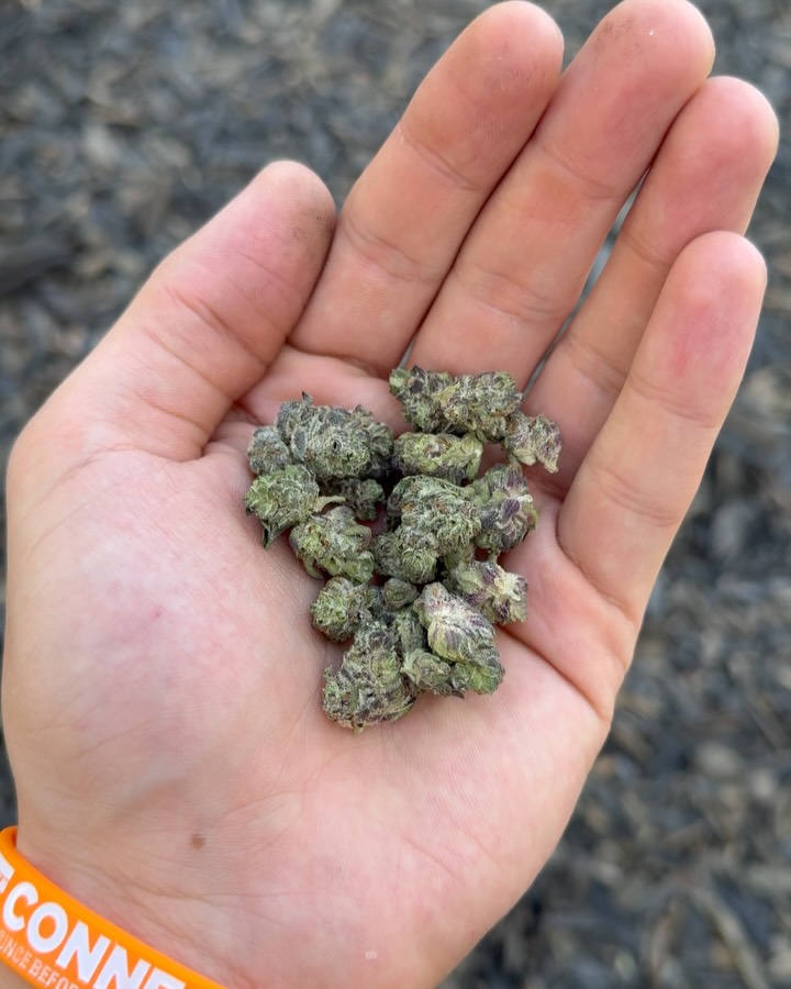white trufflez by awesome dope strain review by yieldisdead