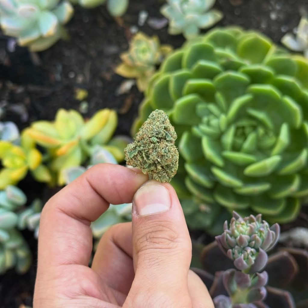 woodzy by wood wide high craft strain review by yieldisdead