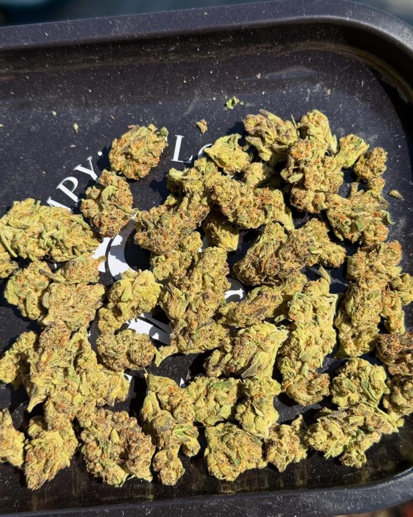 agent garlic by hype train strain review by yieldisdead