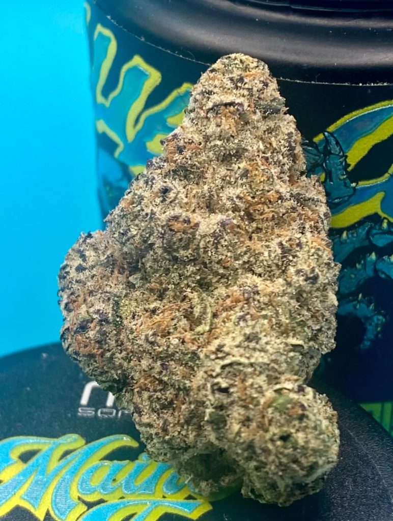 blue lobster by maine trees strain review by getbbudded23 2