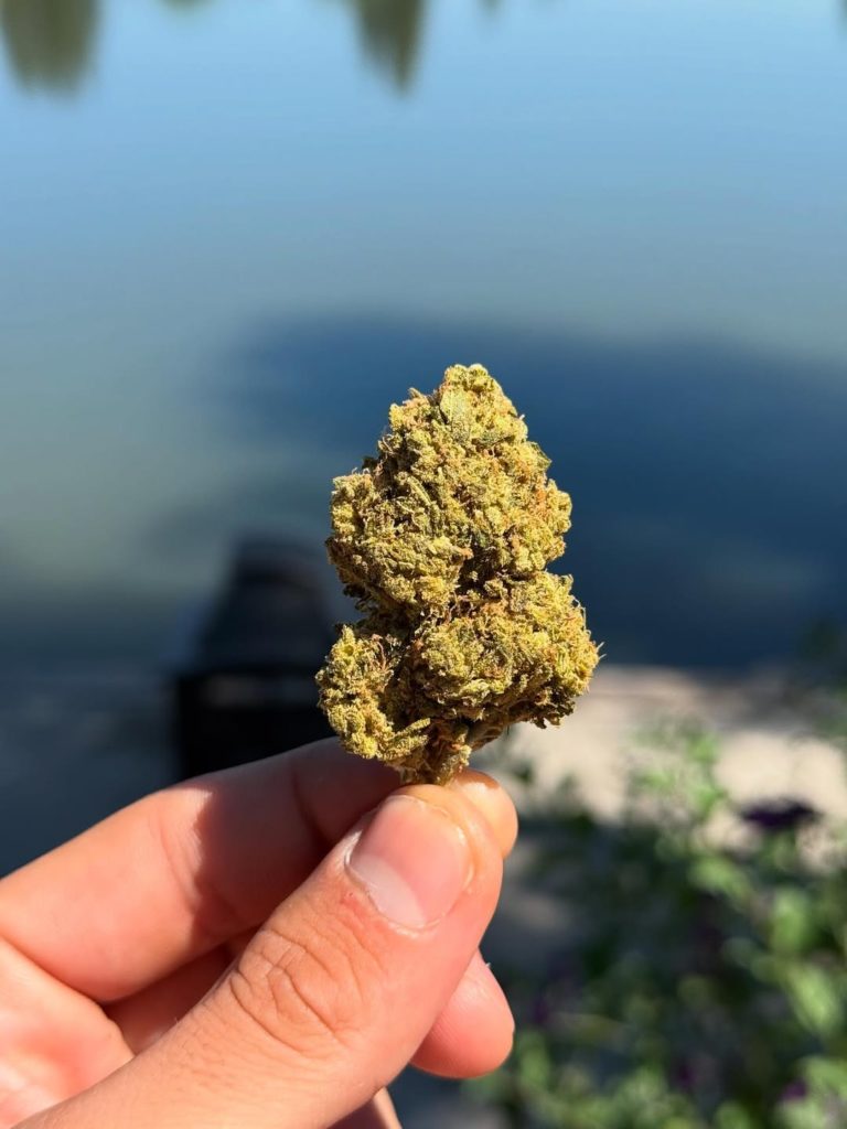 blunicorn by sanctuary farms strain review by yieldisdead