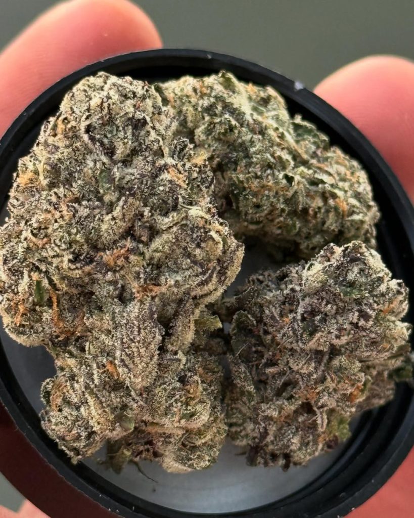 chroma by maven genetics strain review by yieldisdead 2