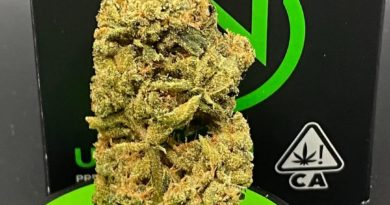 durban poison by upnorth craft strain review by getbbudded23