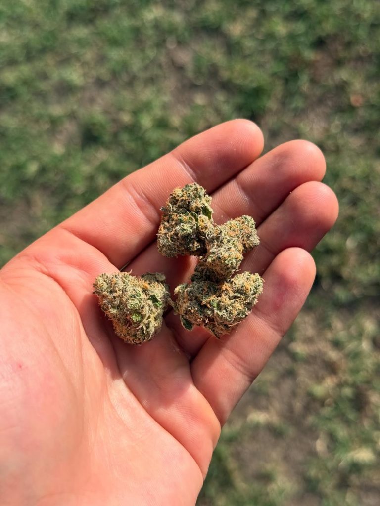 first dance by ember valley strain review by yieldisdead