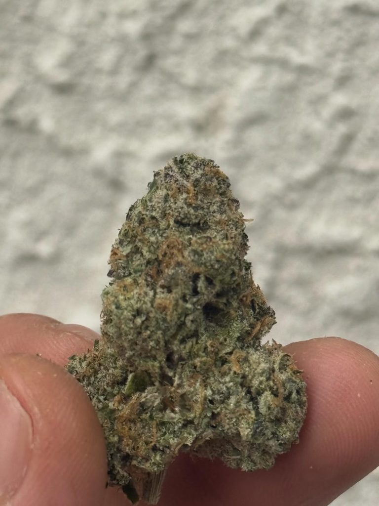 gmo z by delighted flower strain review by yieldisdead