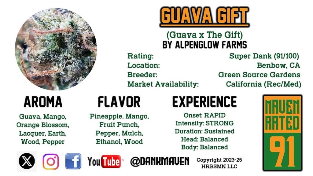 guava gift by alpenglow farms strain review by dank maven