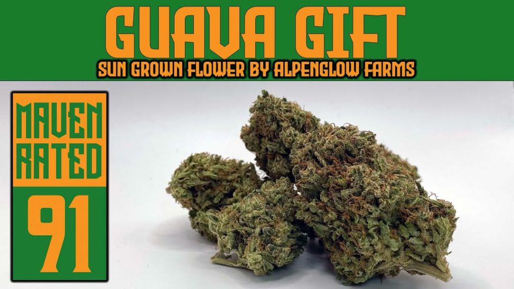guava gift by alpenglow farms strain review by dank maven 2