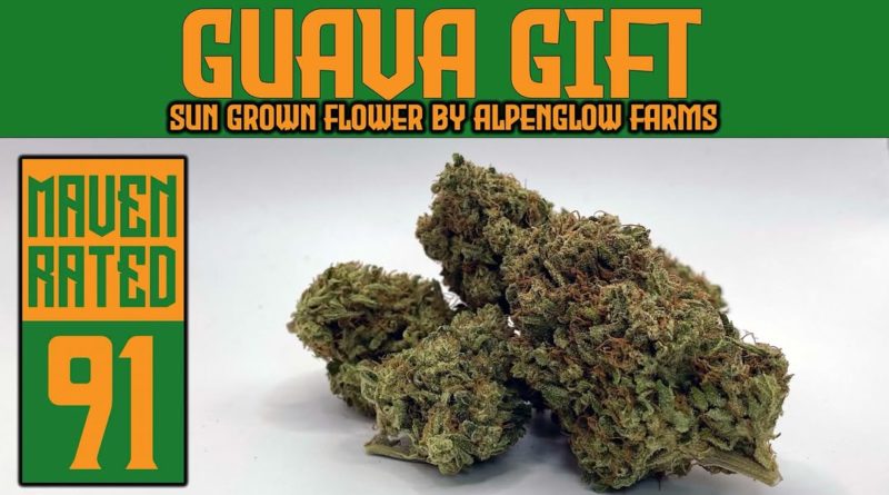 guava gift by alpenglow farms strain review by dank maven 2