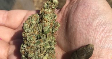 headlamp by rarebreed humboldt strain review by caleb chen