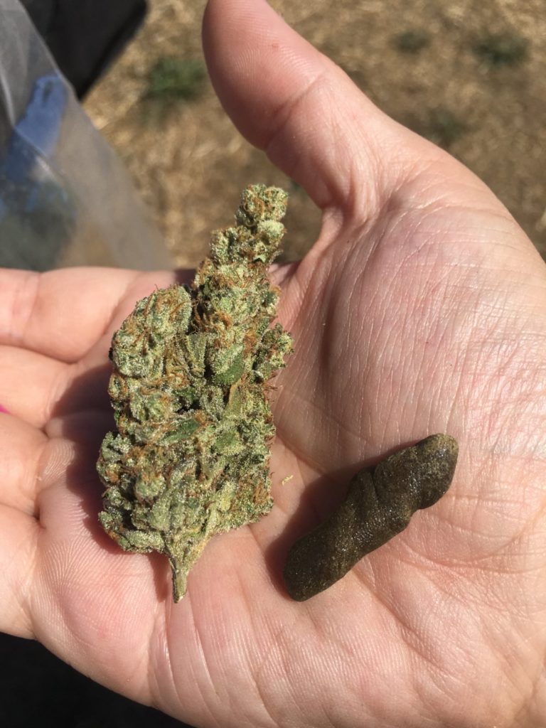 headlamp by rarebreed humboldt strain review by caleb chen