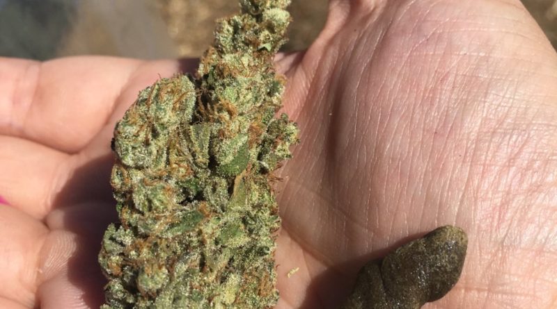 headlamp by rarebreed humboldt strain review by caleb chen