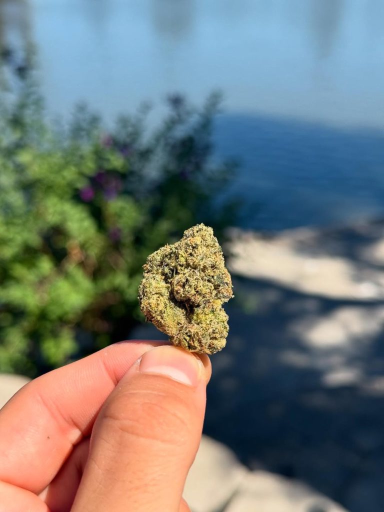 permanent marker by doja exclusive strain review by yieldisdead