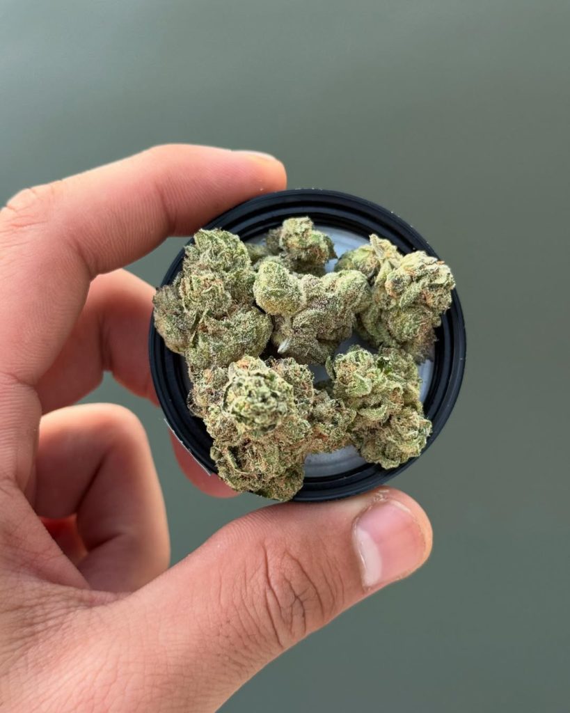 pink certz by sense cannabis strain review by yieldisdead 2