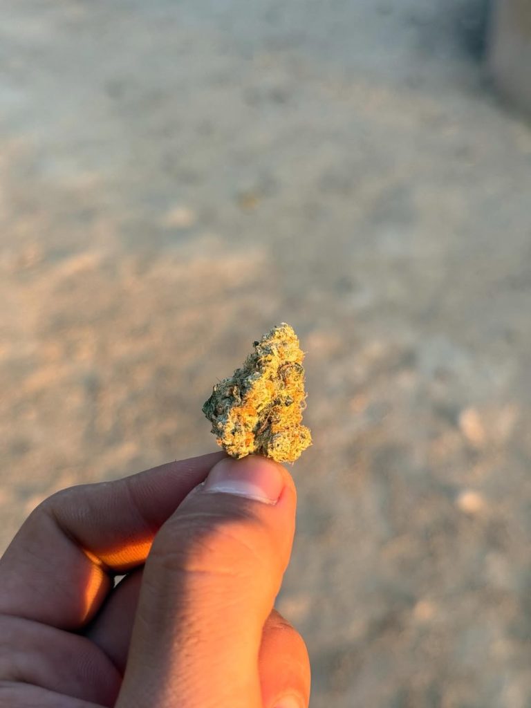 platinum afghani by upnorth craft strain review by yieldisdead