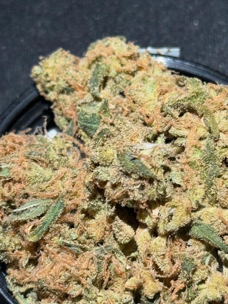 red congolese by upnorth humboldt strain review by yieldisdead