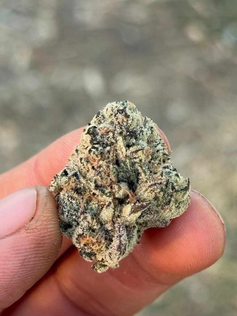 shangrila by maven genetics strain review by yieldisdead