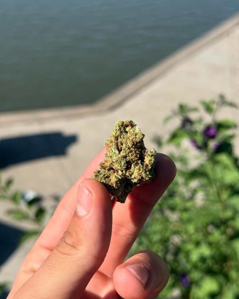 space station by brite labs strain review by yieldisdead