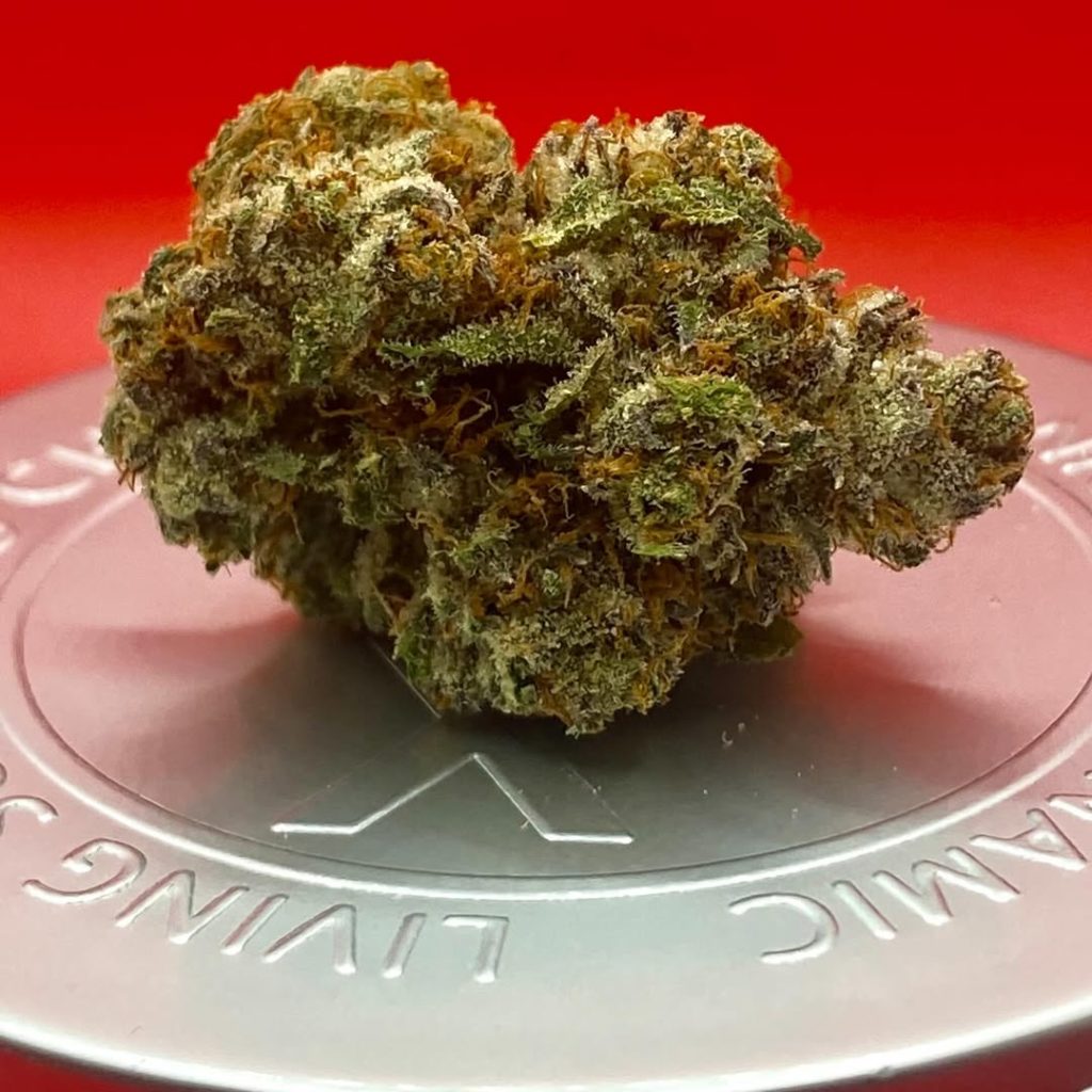 strawberry gushers by joshwax strain review by getbbudded23