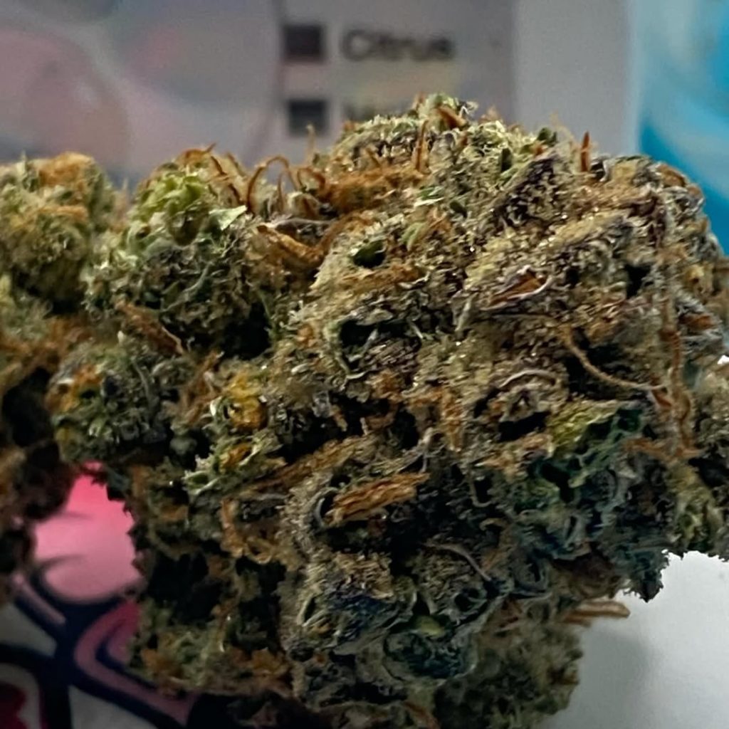 super silver haze by no till kings strain review by getbbudded23