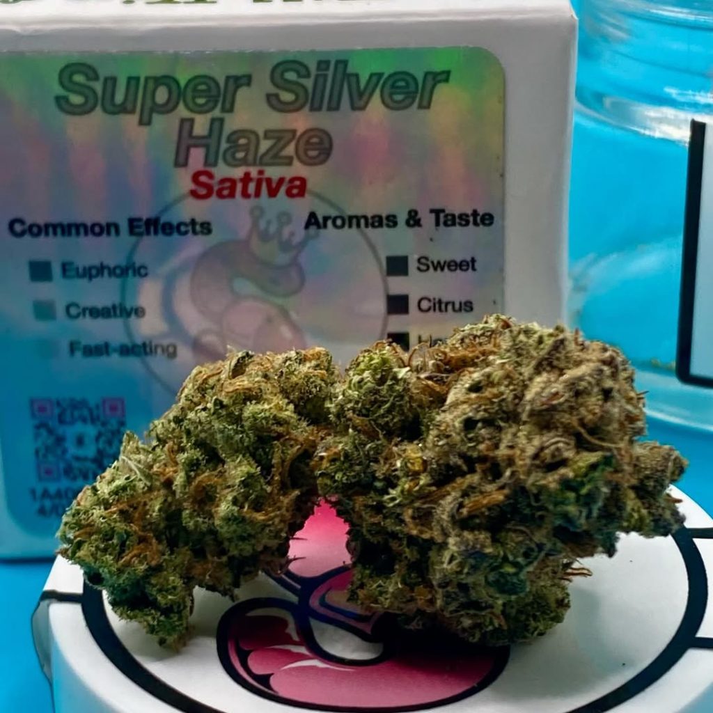 super silver haze by no till kings strain review by getbbudded23 2