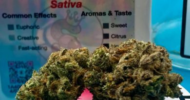 super silver haze by no till kings strain review by getbbudded23 2