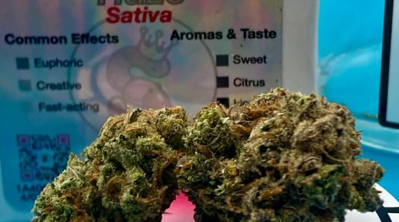 super silver haze by no till kings strain review by getbbudded23 2