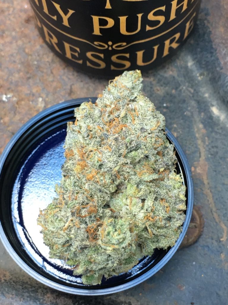 banana zamune by only pushin pressure strain review by caleb chen 2