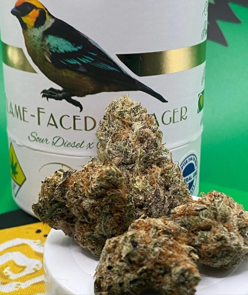 flame faced tanager by deaux strain review by getbbudded23 2
