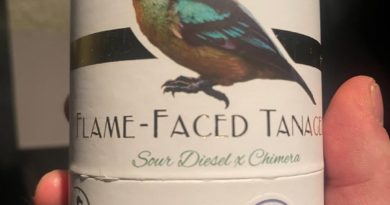 flame faced tanager by deaux strain review by getbbudded23