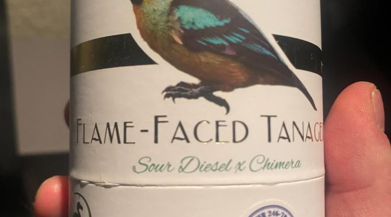 flame faced tanager by deaux strain review by getbbudded23